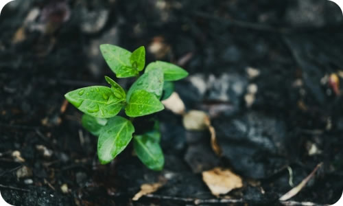 写真：植物